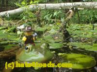 /home//u458753944/public_html/sourcegallery//Frogs/More bullfrogs/P7251208.JPG